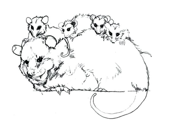 600x464 Possum Coloring Pages Sugar Glider Possum Coloring Page Possum