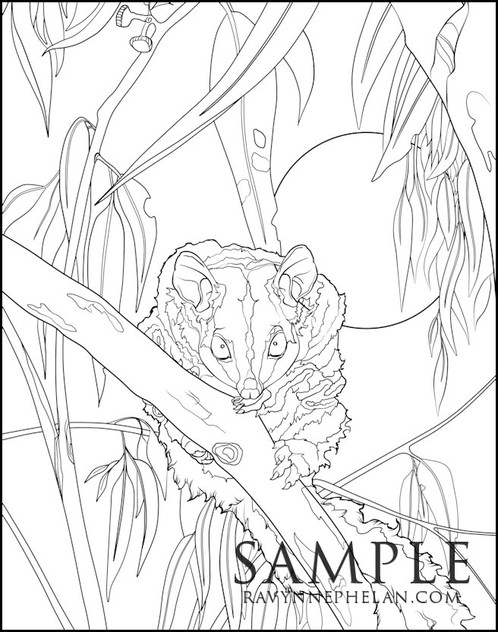 498x632 Sugar Glider Colouring Page Ravynne Phelan