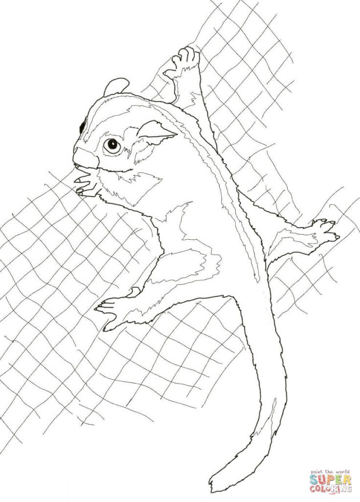 736x1024 Sugar Glider For Coloring Page