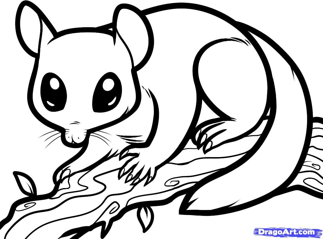 1100x817 How To Draw A Sugar Glider, Sugar Glider Step 7 Sugar Gliders