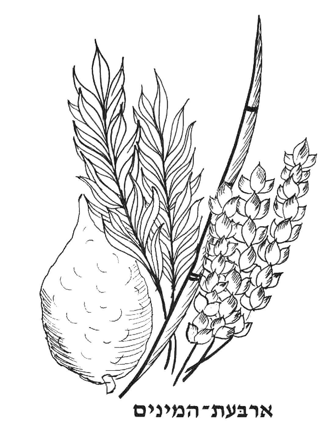 1092x1400 Sukkot Coloring 19.jpg