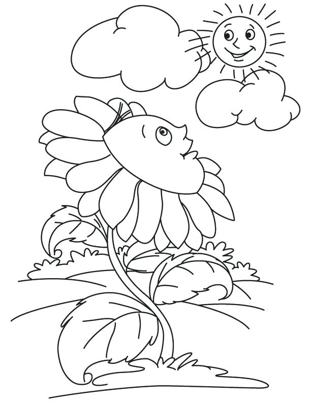 612x792 Sun Coloring Pages Sunflower Wallpaper Looking At Sun Coloring