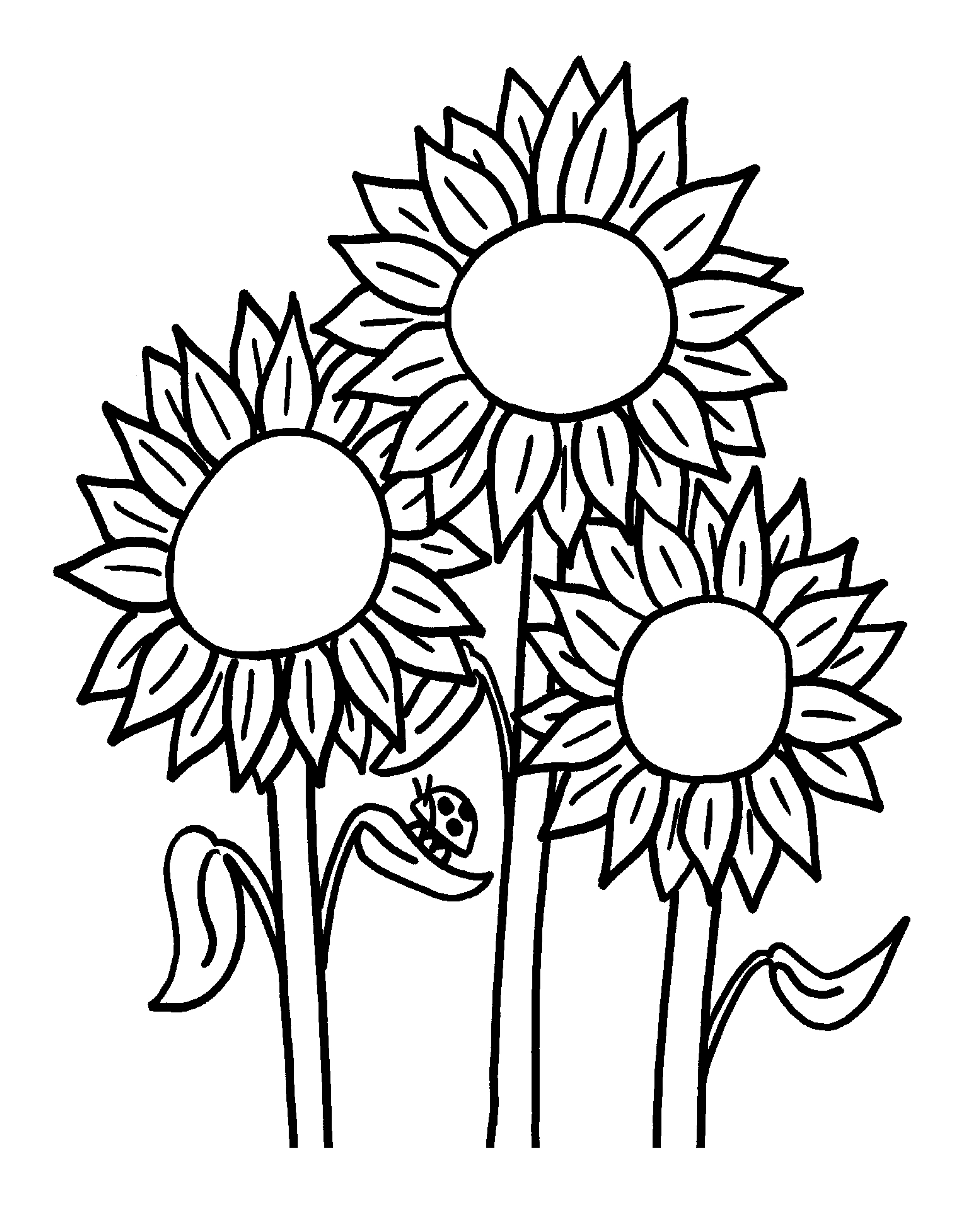 2725x3475 Amazing Sunflower Colouring Pages Coloring Pag