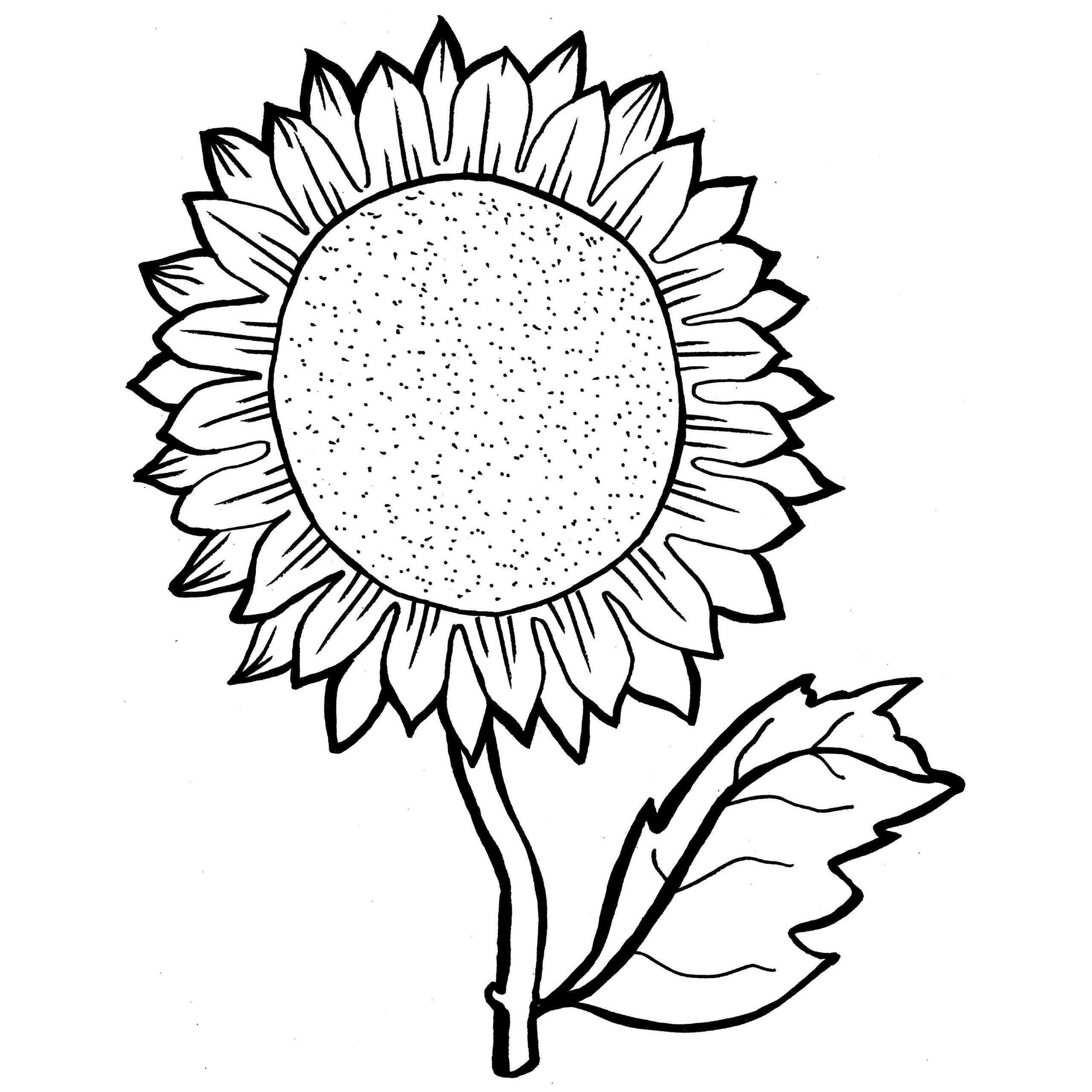 2560x2560 Sunflowers Coloring Pages Acpra