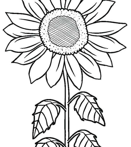 534x600 Sunflowers Coloring Pages Sunflower Coloring Pages Printable