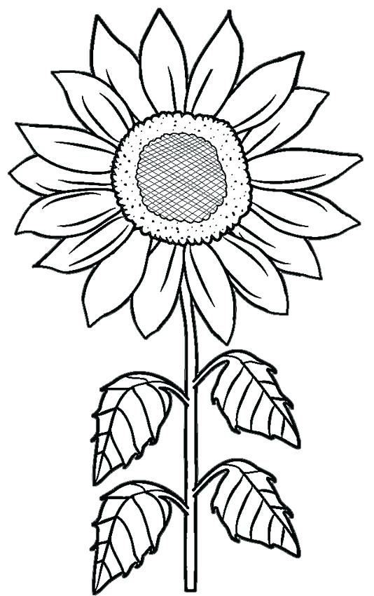 534x850 Van Gogh Sunflowers Coloring Page Van Coloring Pages Van Gogh