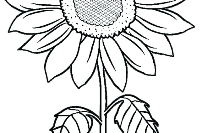 643x425 Sunflower Coloring Pages