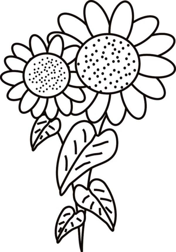 600x858 Fancy Sunflower Coloring Page Fancy Sunflower Coloring Page