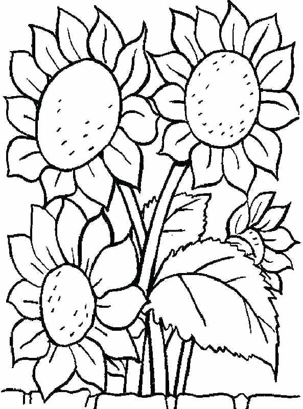 593x800 Free Printable Coloring Pages Sunflower Flowers For Kids Sunflower