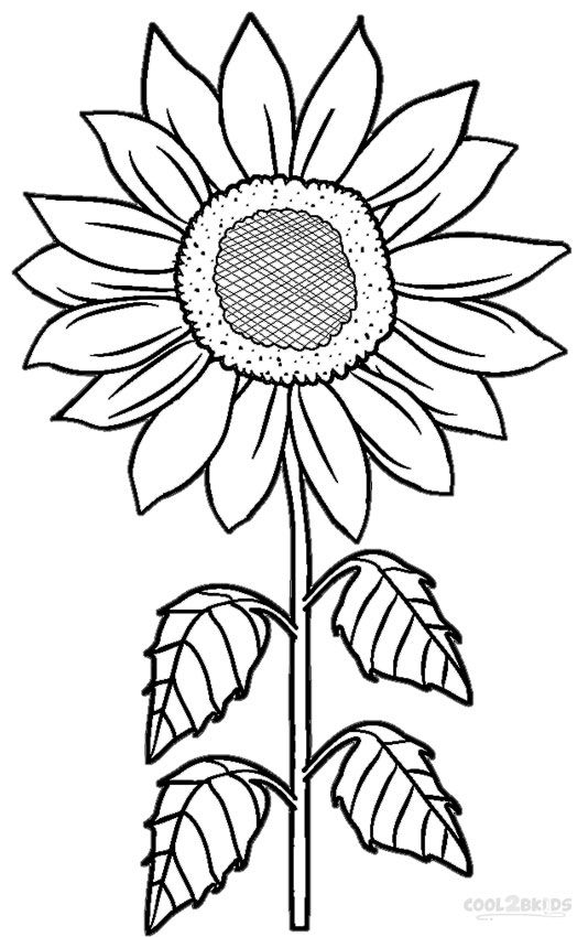 534x850 Printable Sunflower Coloring Pages For Kids Cool2bkids
