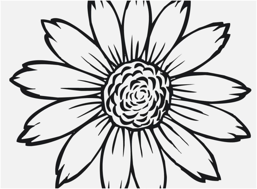 827x609 Sunflower Coloring Page Design Sunflower Flower Coloring Pages