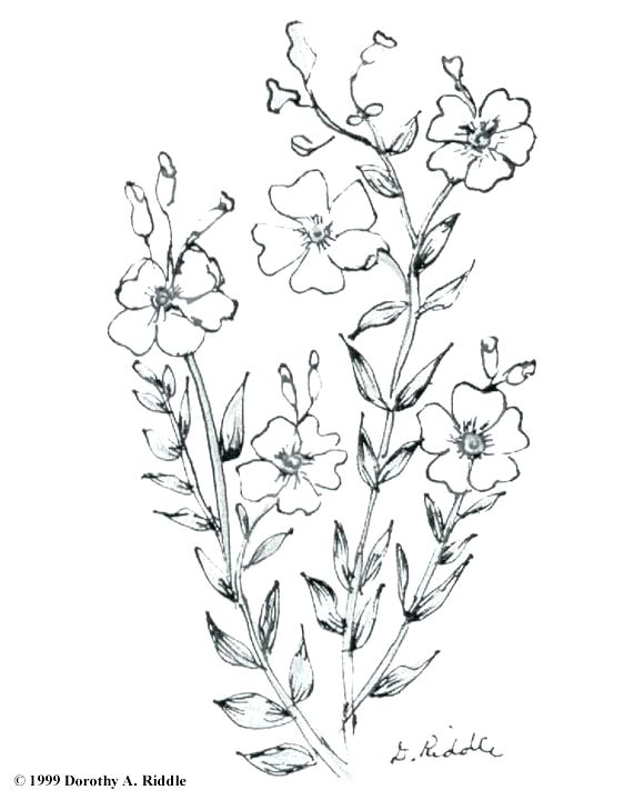 580x720 Sunflower Coloring Page Sunflower Coloring Pages Printable