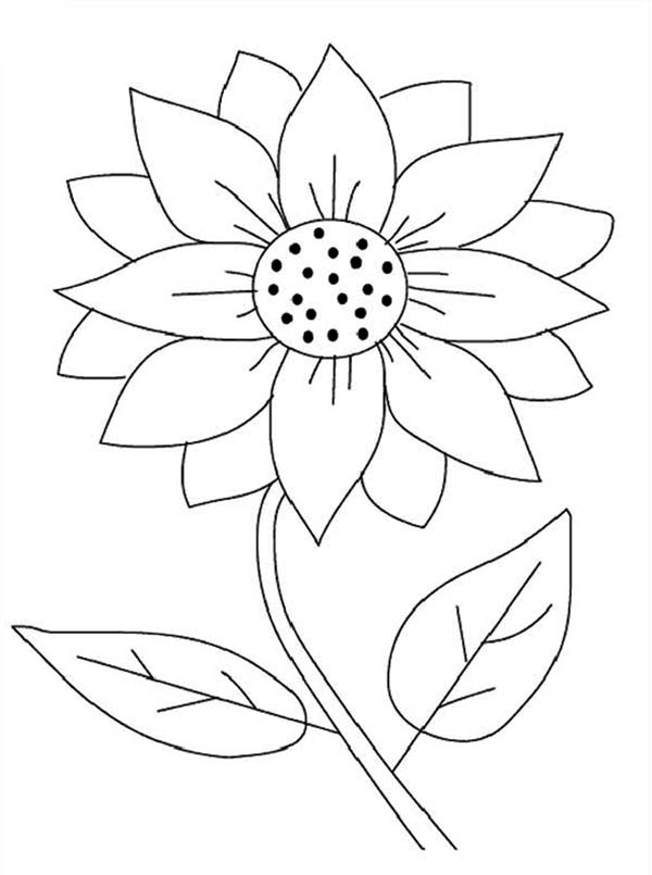600x805 Sunflower Coloring Pages