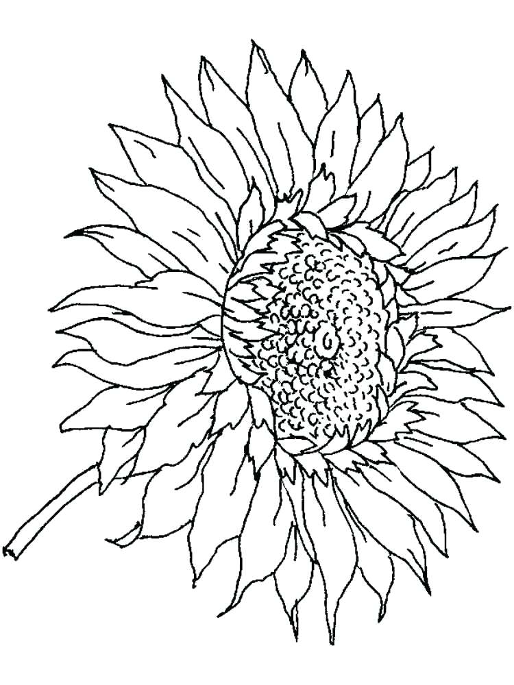 750x1000 Sunflower Coloring Pages Sunflower Coloring Page For Adults