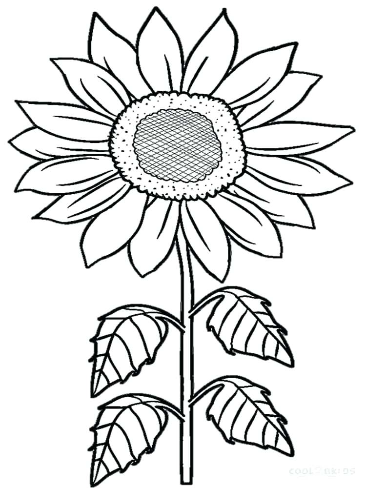 750x1000 Sunflowers Coloring Pages Sunflower Flower For Adults Coloring