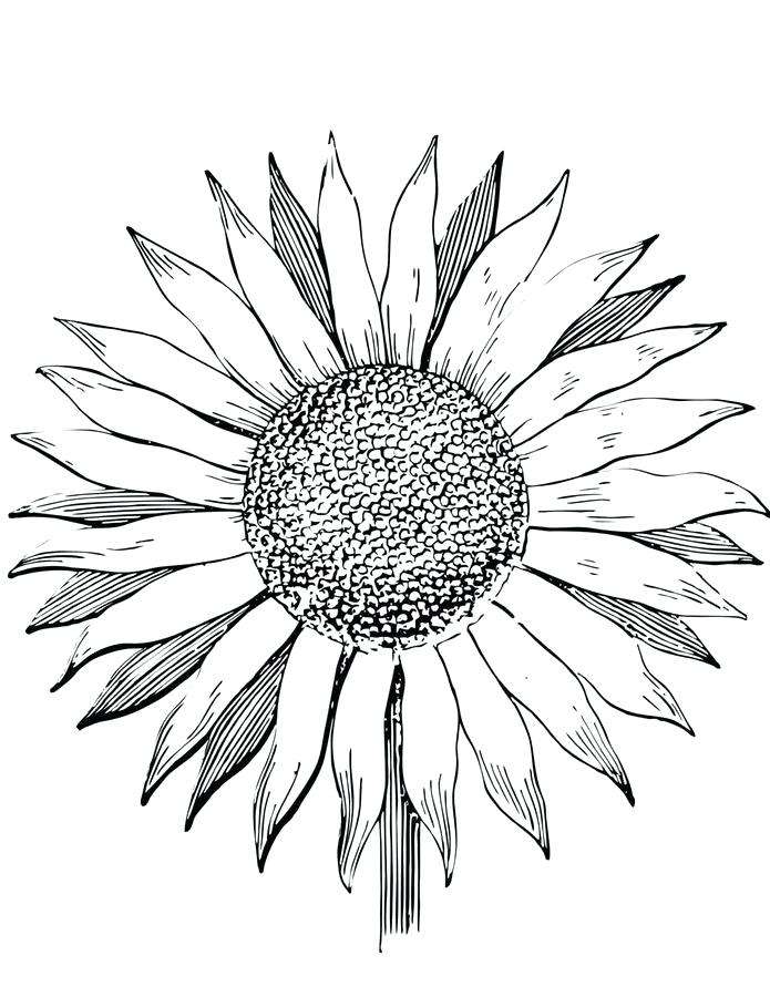 695x900 Coloring Pages Sunflowers Printable For Kids Adults Free
