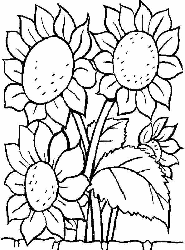 593x800 Free Printable Coloring Pages Sunflower Flowers For Kids