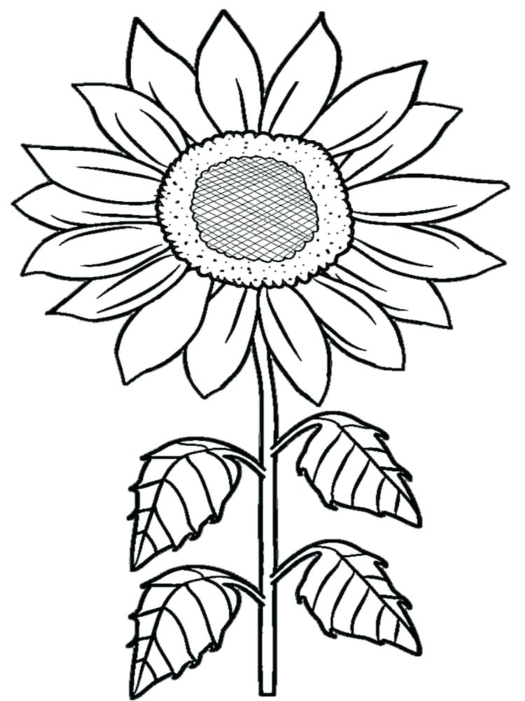 750x1000 Printable Sunflower Coloring Pages For Kids Sunflower Coloring
