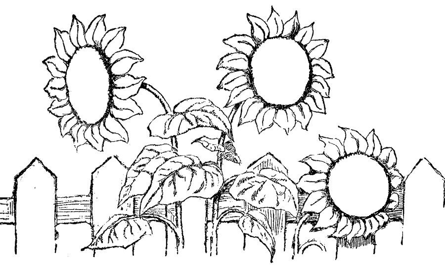 900x546 Sunflower Coloring Page Lovely Free Printable Sunflower Coloring