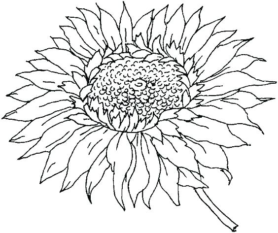 564x473 Sunflower Coloring Page Sunflower Coloring Page Sunflowers