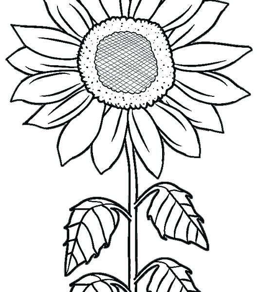 534x600 Sunflower Coloring Pages Coloring Pictures Of Sunflowers Sunflower