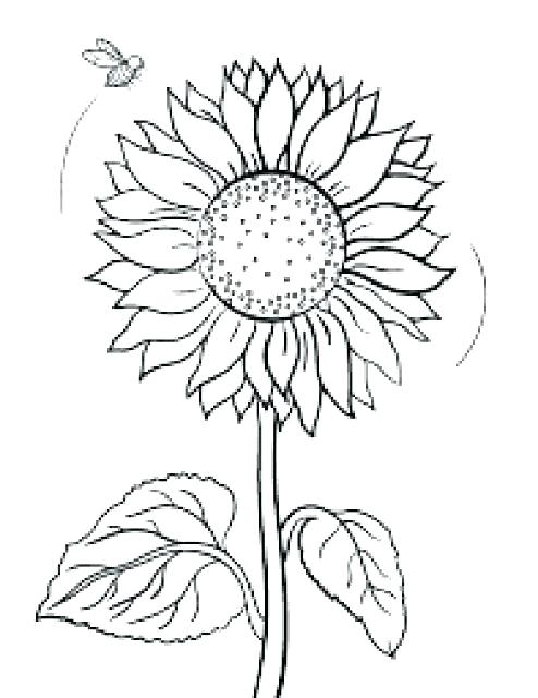 494x640 Sunflower Printable Coloring Pages Sunflower Coloring Page