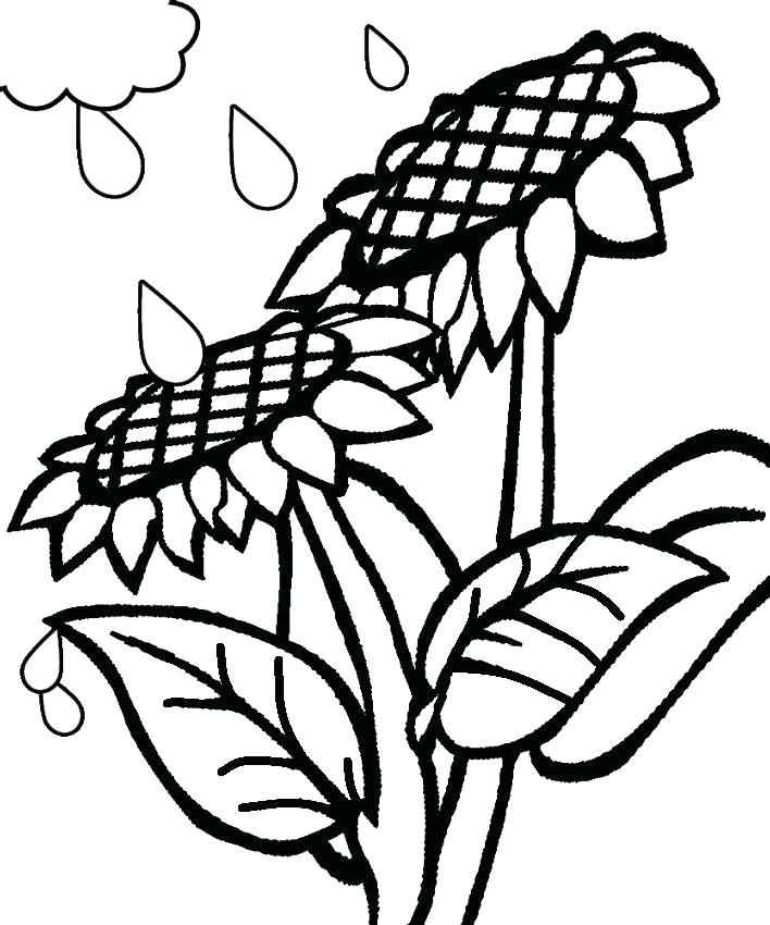 708x850 Sunflowers Coloring Pages Printable Sunflower Coloring Pages