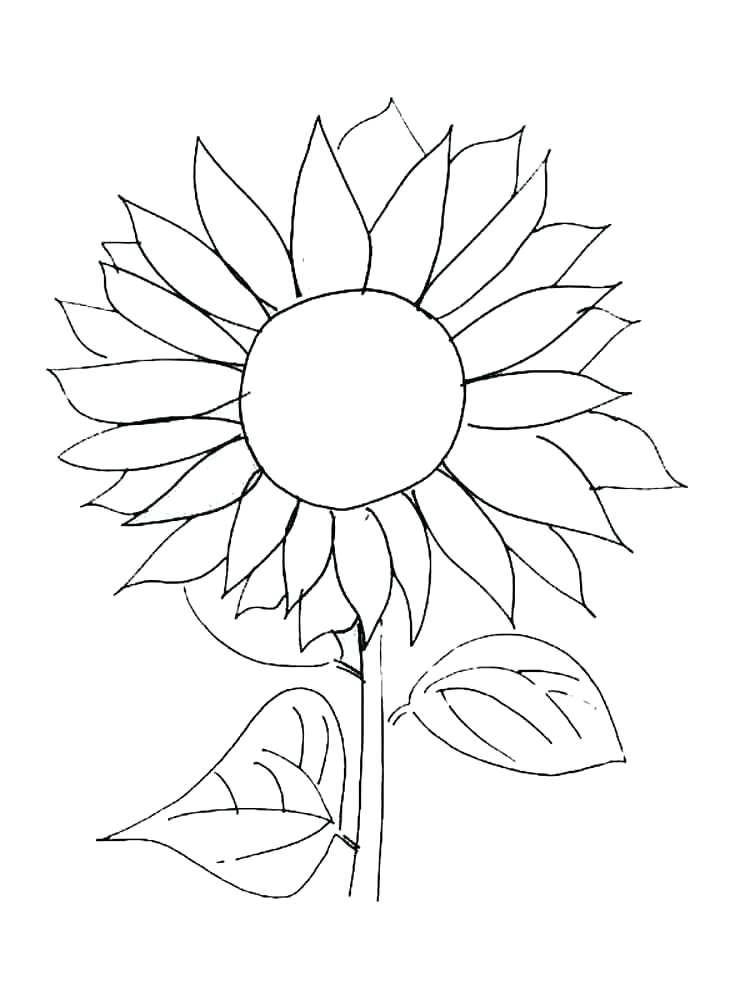 750x1000 Sunflower Coloring Pages To Print