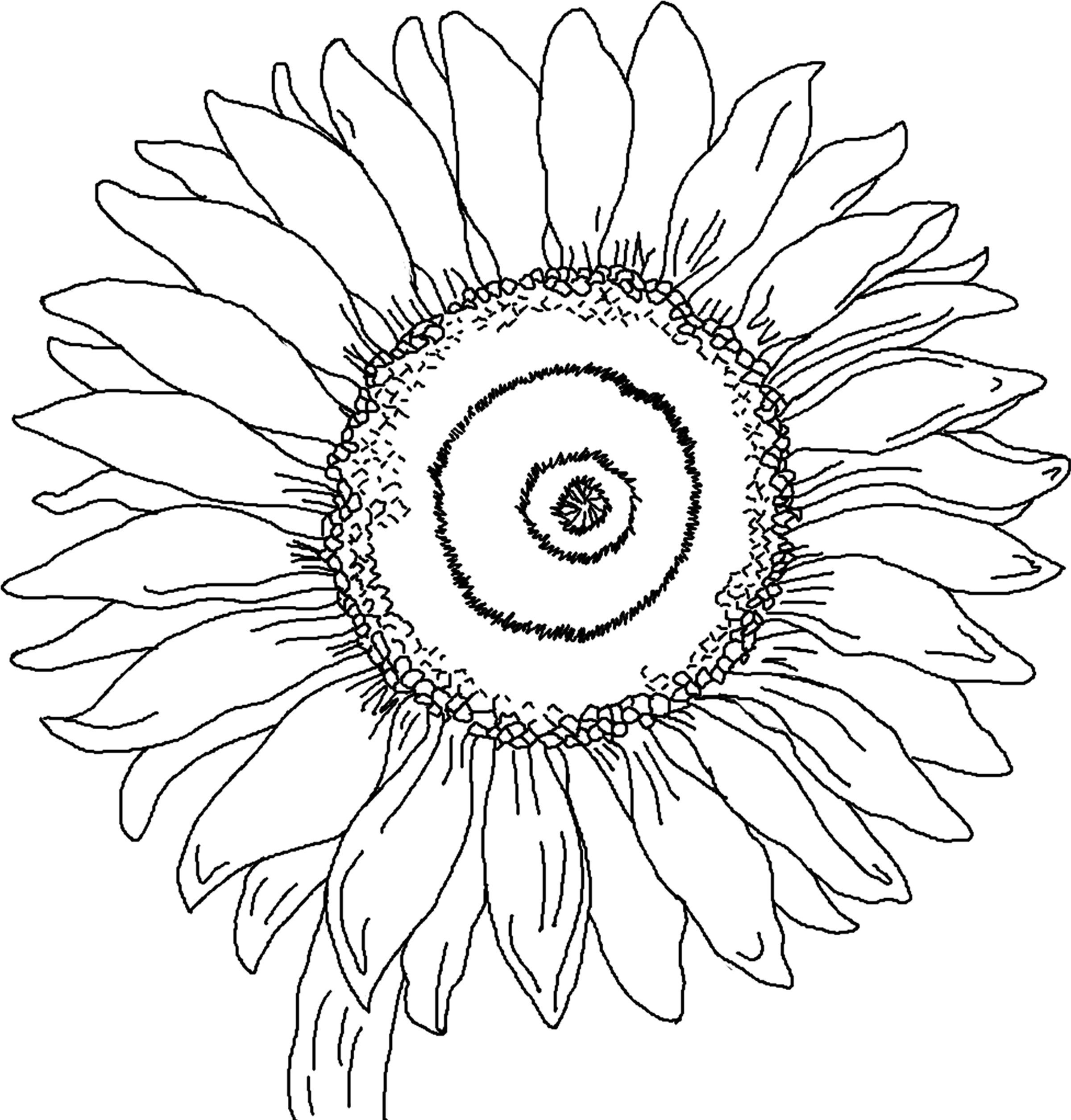2400x2511 Coloring Pages Sunflower Wagashiya