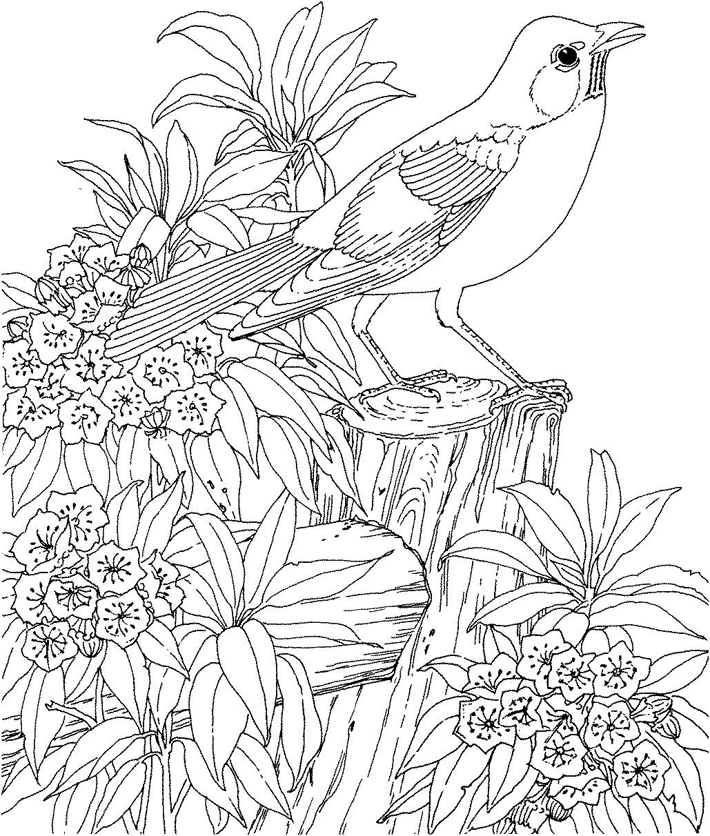 1029x1212 Coloring Pages For Adults To Print