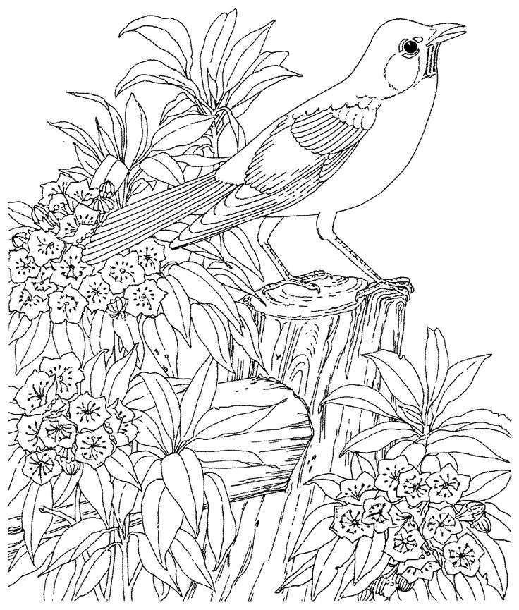 736x865 38 Best Col 2 B Animaux Images On Coloring Books, Free