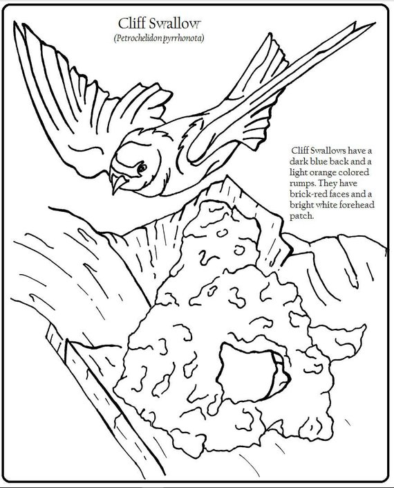 570x705 Cliff Swallow Coloring Page