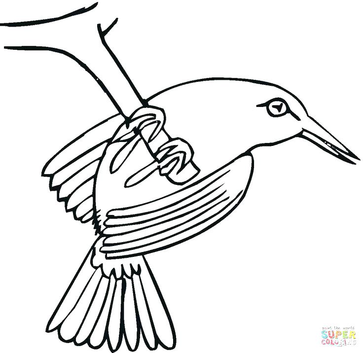 736x716 Hummingbird Coloring Hummingbird Coloring Pages Hummingbird