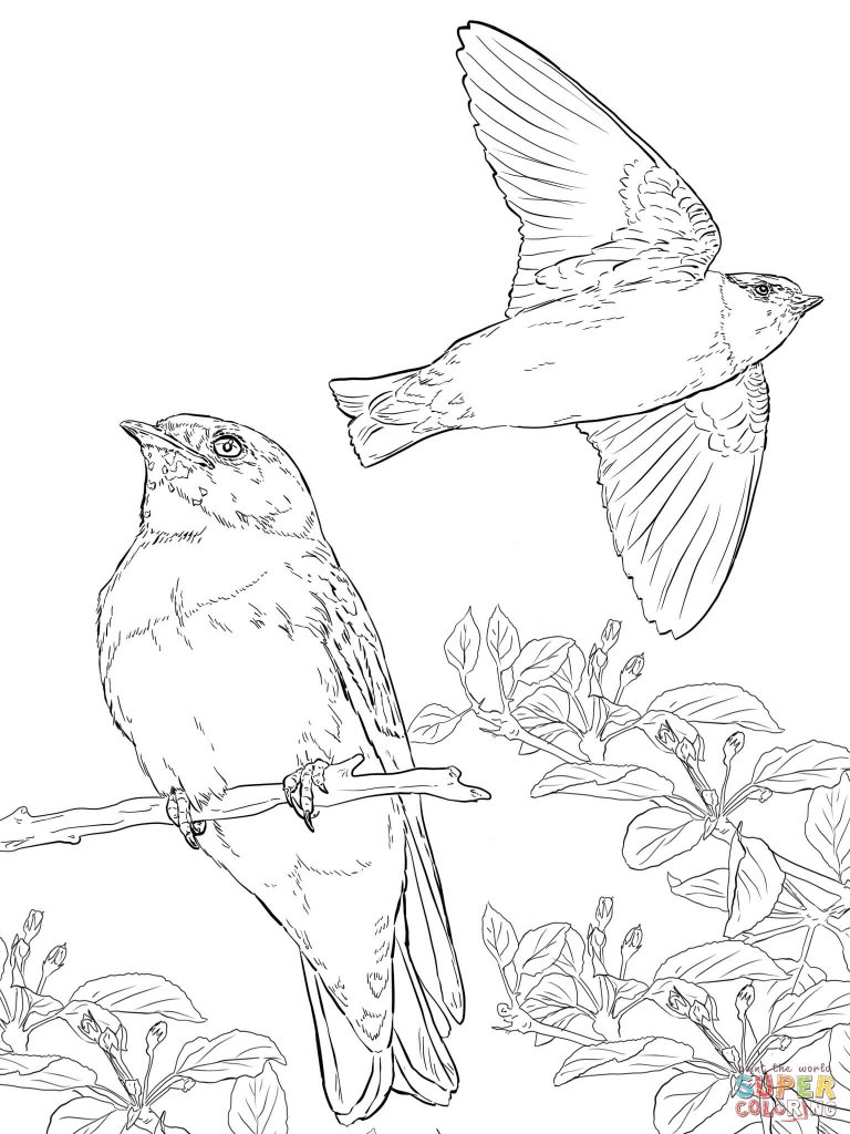 768x1024 Realistic Cliff Swallows Pattern Coloring Page