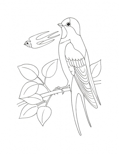 405x525 Swallow