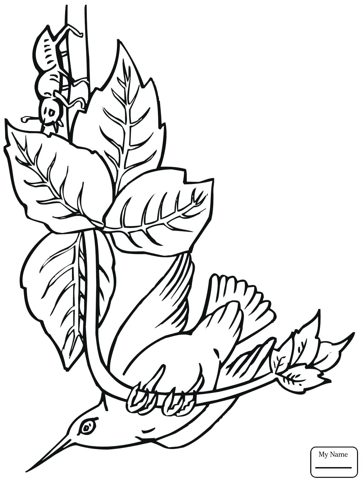 1224x1632 Coloring Pages ~ Hummingbird Coloring Pages Birds Hummingbirds
