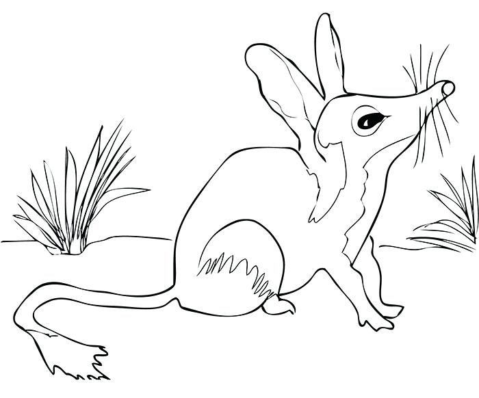 700x582 Australian Animals Coloring Pages Free Printable Coloring Pages