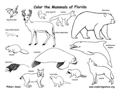 480x370 Free Coloring Pages Of Swamp Habitat Apraxia, Spd, Dyspraxia