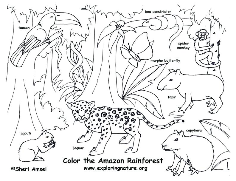 792x607 Rainforest Color Pictures Rainforest Amazon Coloring Page