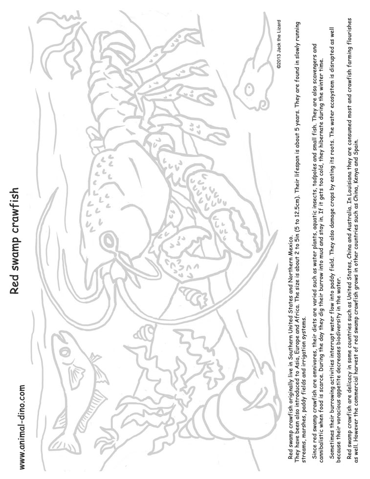 757x980 Animal Coloring Page (Red Swamp Crawfish) Print Size