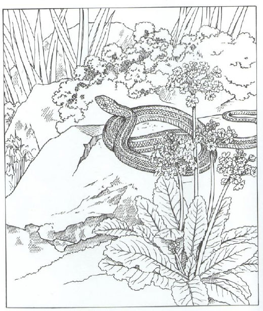 520x614 Snake Animal Coloring Pages