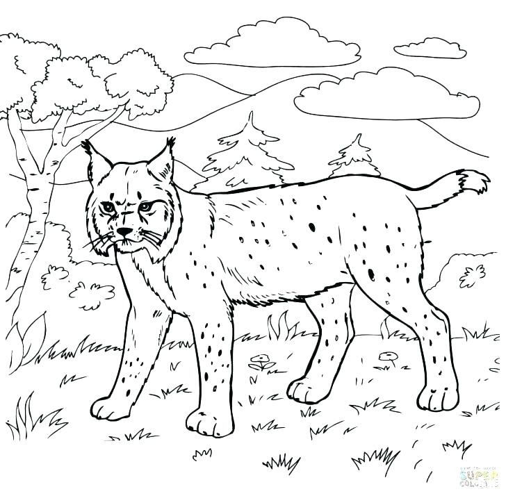 728x714 Swamp Animals Coloring Pages Fresh Animal Habitat Coloring Pages