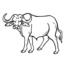 230x230 Top 10 Free Printable Buffalo Coloring Pages Online