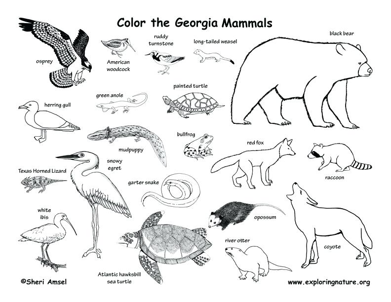 792x612 Animal Habitat Coloring Pages Free Animal Habitats Coloring Pages