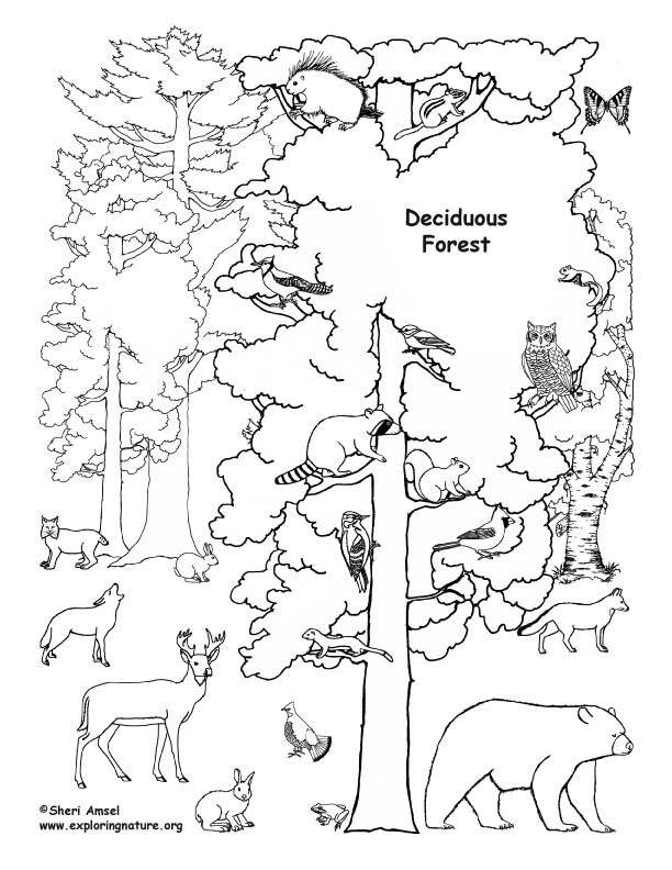 612x792 Habitats (Biomes) Coloring Nature