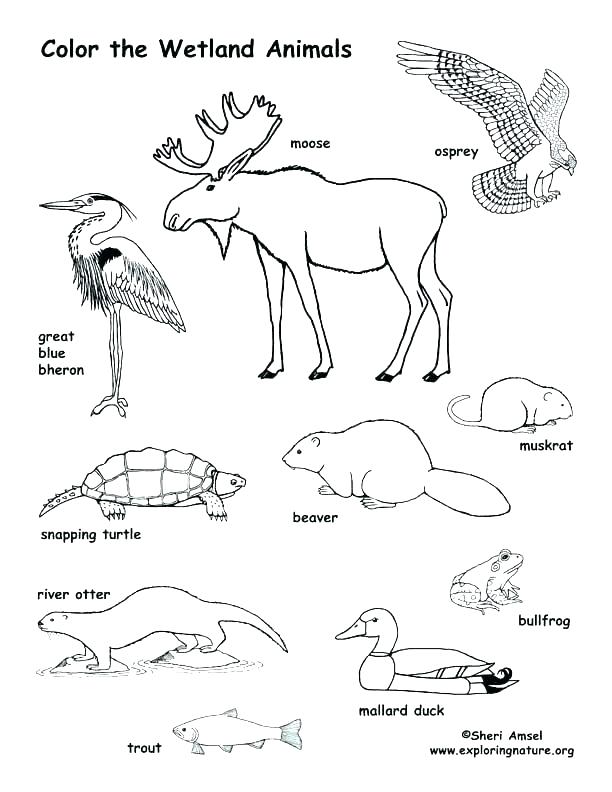 612x792 Animal Habitat Coloring Pages Best Of Of Swamp Animals Coloring