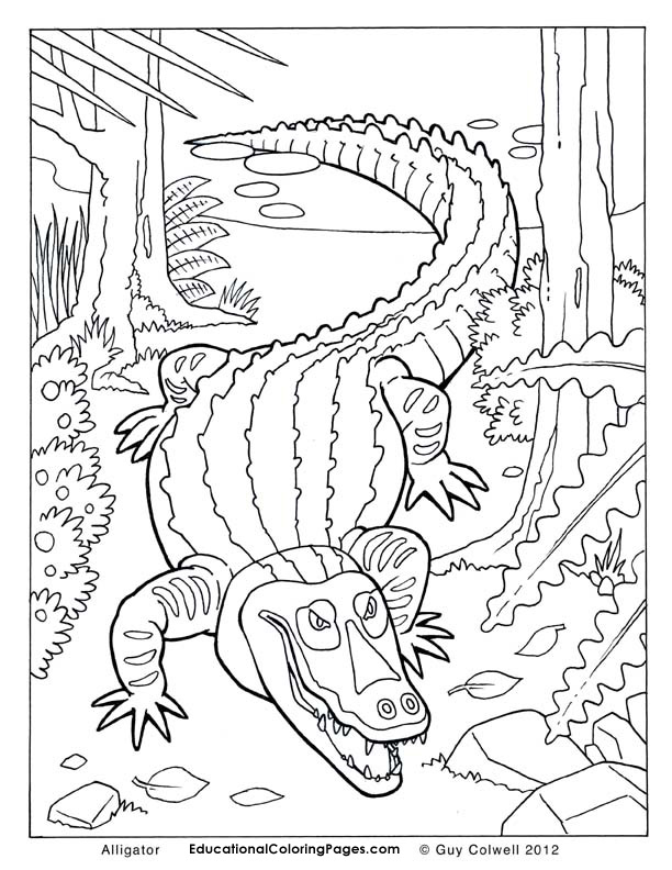 612x792 Top 75 Alligator Coloring Pages