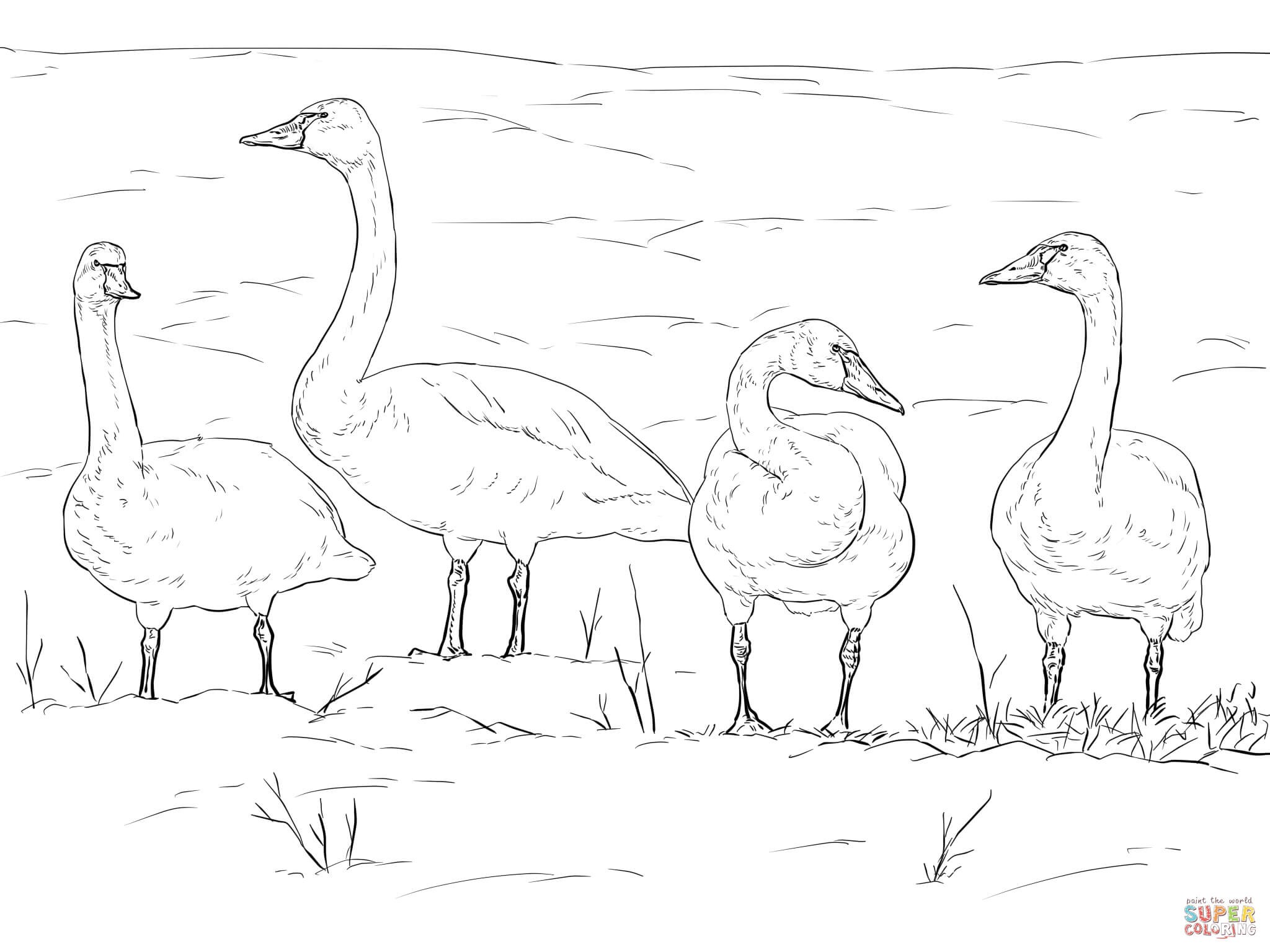 2048x1536 Swan Coloring Pages Beautiful Swans Coloring Pages