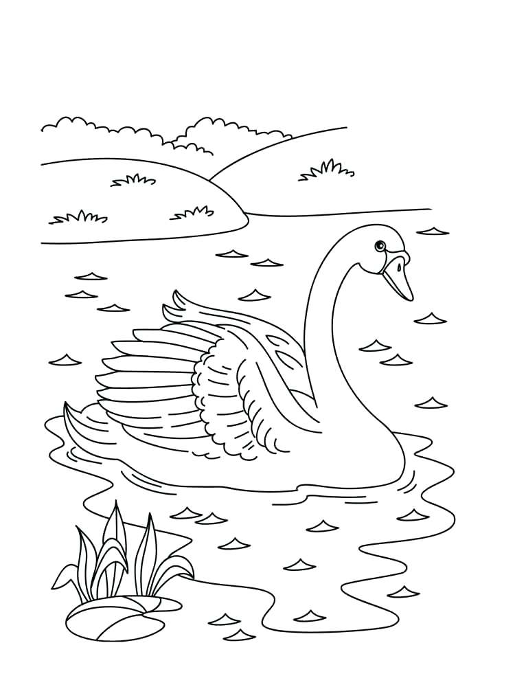 750x1000 Swan Coloring Pages Duchess Swan Coloring Pages