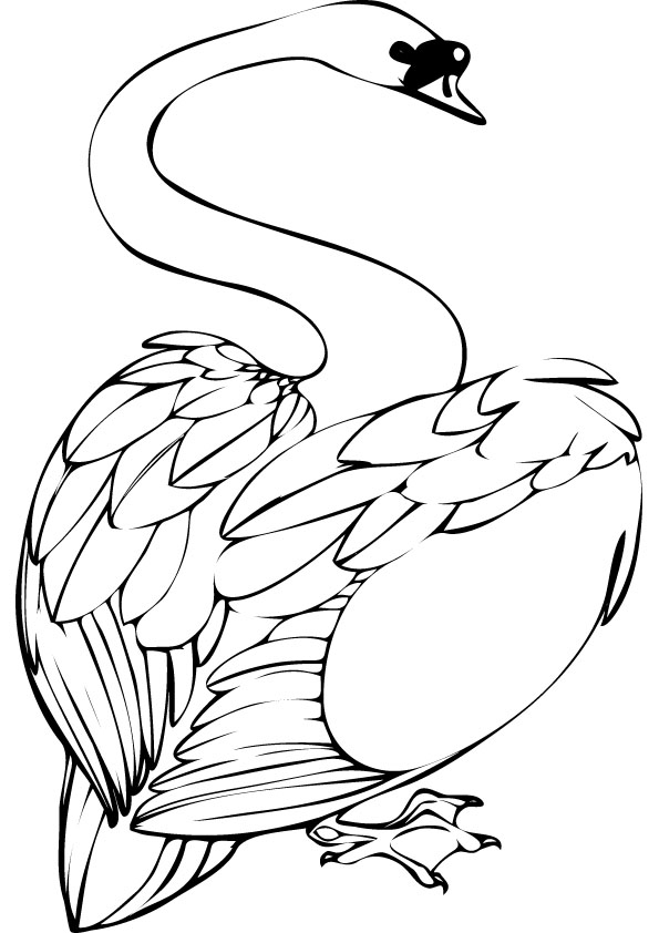 595x842 Swan Coloring Pages Animal Pictures